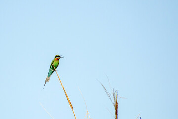 Bird sitting on branch on isolated blue sky