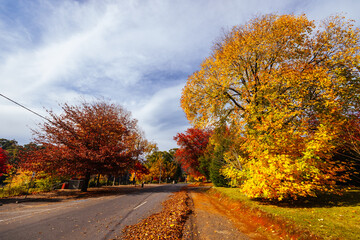 Wall Mural - Marysville in Autumn Colours in Australia