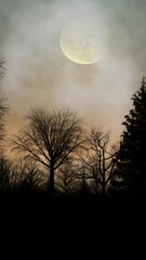Wall Mural - vertical forest with full moon and birds silhouette 4k loop features a silhouette of a forest with a