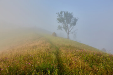 Fresh green scene of mountain farmland with old country road. Exciting summer view of Carpathian mountains, Ukraine, Europe.