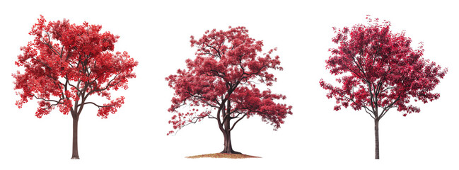 Poster - Collection of Red trees with branches and leaves isolated transparent or white background