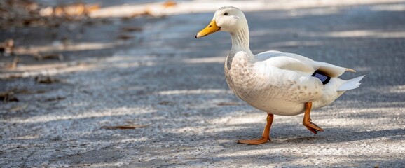 A White Duck Strolls Leisurely On A Sunny Day, Standard Picture Mode