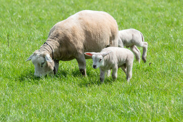 Mother Sheep With Two Lambs At Abcoude The Netherlands 5-5-2024