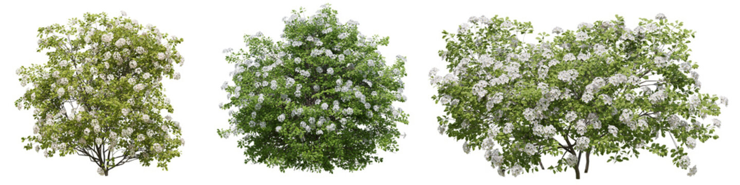 Set of Spiraea Betulifolia plant , Flowers grown in the garden with isolated on transparent background. PNG file, 3D rendering illustration, Clip art and cut out
