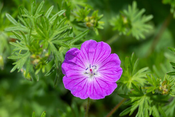 A purple flower with a white center is in the foreground of a green background