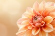 © VICHIZH - Orange dahlia flower on beige background beauty in nature and artistic elegance
