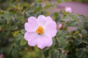 Sticker - Blooming wild rose hips. A beautiful flower.