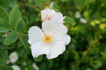 Canvas Print - A blooming wild white rose. Rosehip.