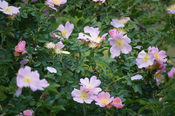 Wall Mural - Blooming wild rose hips. Wild rose.