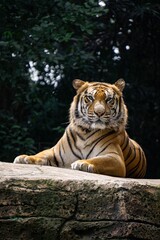 Siberian tiger (Panthera tigris altaica), also known as the Amur tiger. Siberian tiger at bandung zoo, bandung, west java