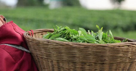 Sticker - People picking green tea leaves in spring tea farm mountains