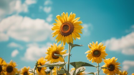 Poster - Sunflower field with a clear sky and fluffy white clouds.