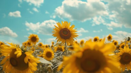 Poster - Sunflower field with a clear sky and fluffy white clouds.