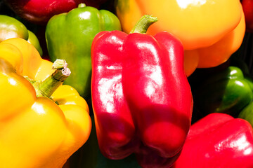 Wall Mural - Colorful sweet bell peppers. Natural background