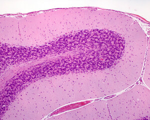 Poster - Cerebellar cortex folium