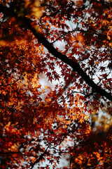 Wall Mural - green leaves and trees flourish in a forest park: a beautiful, natural background with bright light 