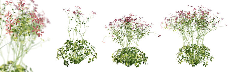 Poster - Set of Geranium Palmatum plant isolated on transparent background with selective focus close-up. 3D render.