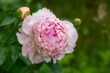 Wall Mural - peony angel cheeks in garden on sunny day. lat. paeonia lactiflora. big blooming pink peony flowers 