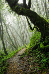 Wall Mural - Tropical rainforest with trees and moss