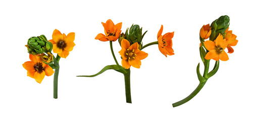 Wall Mural - Set of orange ornithogalum flowers and buds isolated on white or transparent background