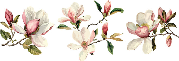 Beautiful watercolor magnolia flower set isolated on white background, old botanical illustration,