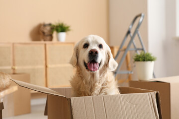 Wall Mural - Cute Labrador dog sitting in box on moving day at home