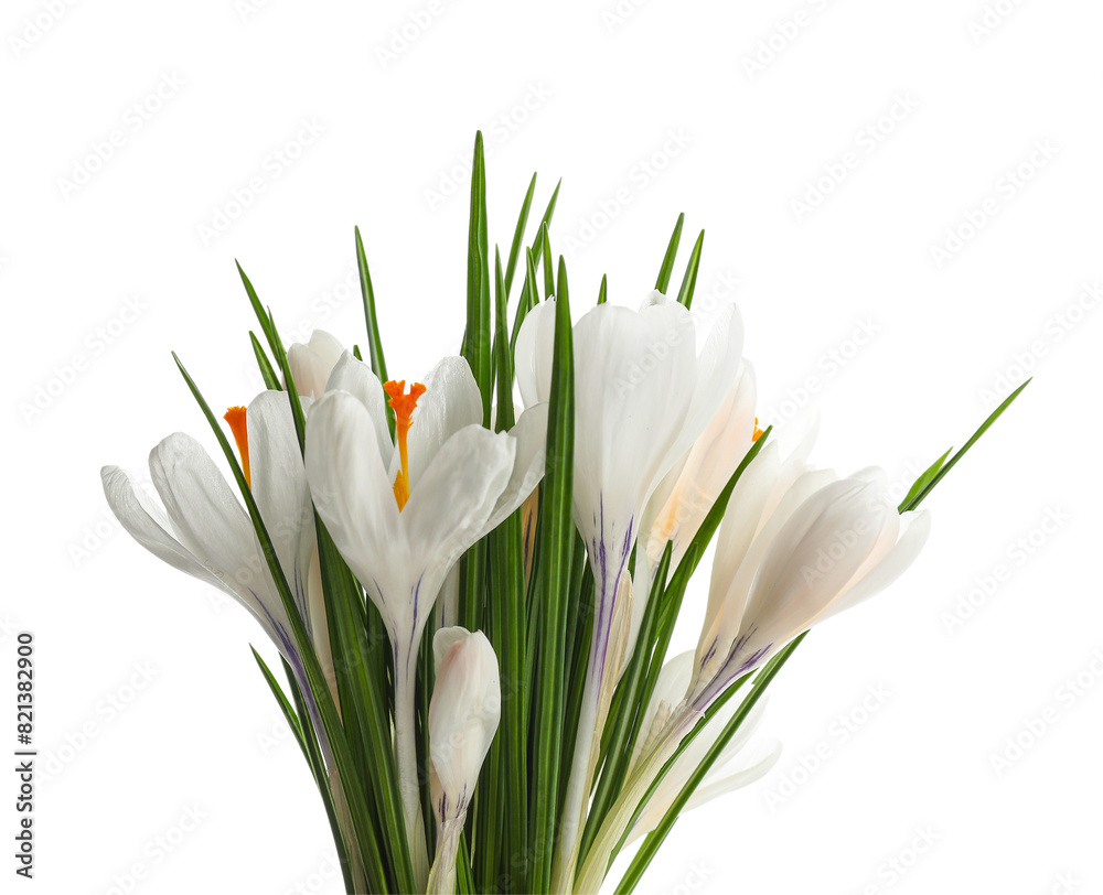 Beautiful crocus flowers on white background