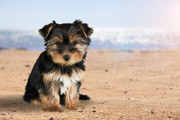 Canvas Print - Cute dog having fun in summer on the beach.