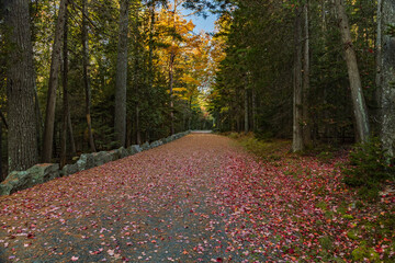 Wall Mural - Maine-Acadia National Park-Carriage Road