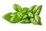 Fototapeta Na ścianę - Fresh green Basil leaves, isolated on white background