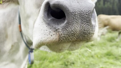 Canvas Print - mucca al pascolo 