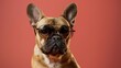 © We3 Animal - Portrait of french bulldog wearing sunglasses. Generative Ai