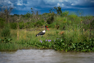 Wall Mural - Saddle-billed Stork - Ephippiorhynchus senegalensis  or saddlebill, wading bird in stork in Ciconiidae, black and white back and red and yellow head. Portrait in green habitat in Africa