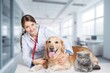 © BillionPhotos.com - Smiling vet doctor with dog pet and fluffy cat