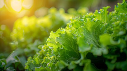 Close up of fresh green lettuce leaves in vegetable garden with sun light.