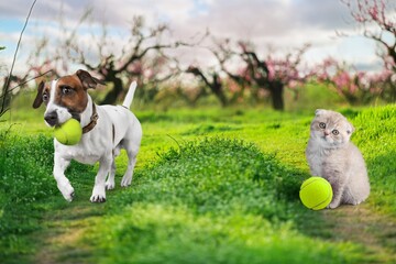 Canvas Print - Cute Dog and Cat Play Together outdoor