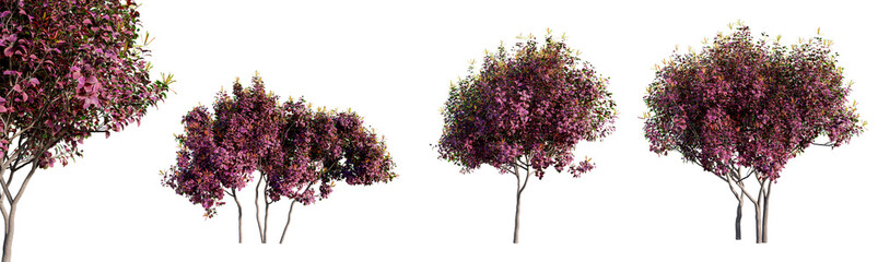 Poster - loropetalum chinense, chinese fringe flower trees isolated on transparent background.