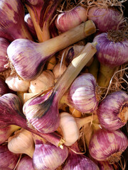 Young garlic. Heads in bunches. Natural antibiotic. Organic food from Polish.