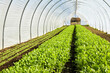 © The Picture Pantry - Arugula Growing in a Lettuce Tunnel