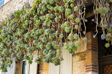 succulent plant hanging down from balcony