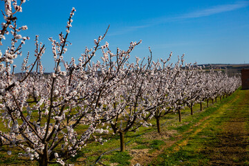 Wall Mural - Richly blooming apricot trees garden in sunny spring day