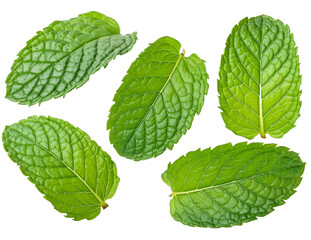 Mint Leaves Cutout Transparent PNG