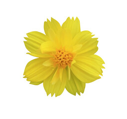 Wall Mural - Sulfur Cosmos Yellow Cosmos flowers. Close up yellow small flower isolated on transparent background.