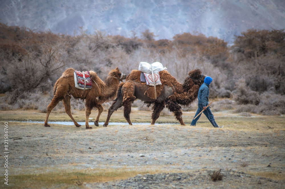 An unidentified man walking the Bactrian camels or Double humped camels ...