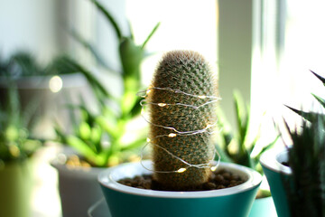 Christmas tree made of cactus, decorated with a Christmas garland, in the home interior. Indoor plant