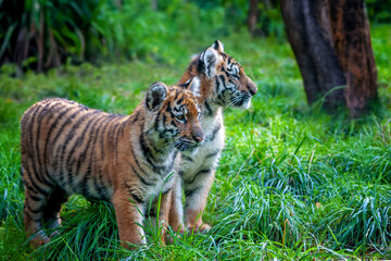 Sticker - Two tigers cub in the wild.  Wild cat in nature habitat