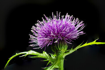 Wall Mural - Full blooming of Japanese thistle (Cirsium japonicum) in Japan in spring