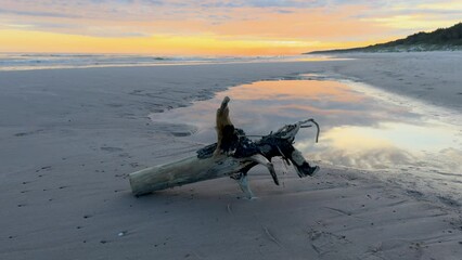 Wall Mural - Driftwood on a beach on the Baltic Sea coast 4k