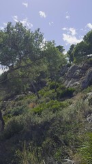 Wall Mural - A walk through the hills of Castellon. A warm day in Spain. A popular place in the park for outdoor activities. Orapessa del Mar