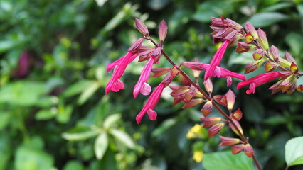 2 branches of Purple scarlet Salvia flowers (Wendy's wish) on the right foreground, with a blurred green bokeh background of leaves